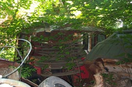 inweeds4.jpg